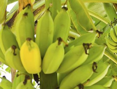 국내 연구진, 멸종 위기 '바나나 구하기' 선언