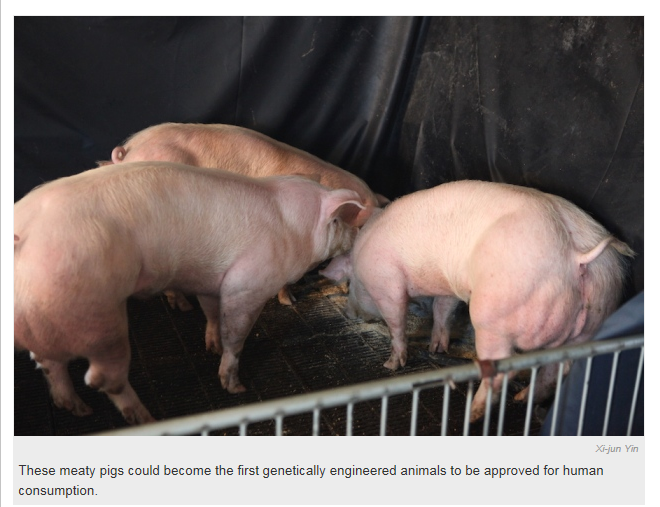 Super-muscly pigs created by small genetic tweak(Nature 2015-06-30)