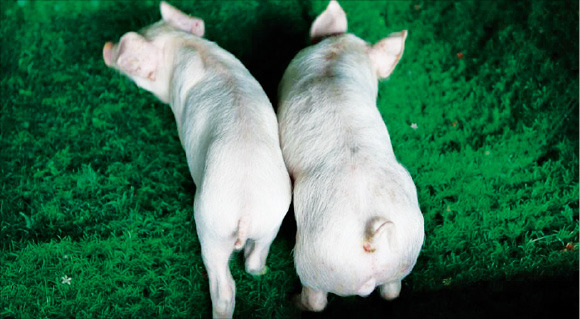 근육성장 막는 유전자 제거, 유전자가위로 '슈퍼 돼지' 만든다
