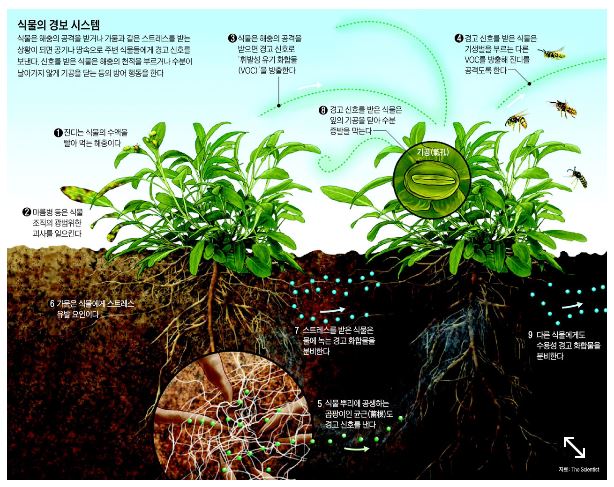 [IF] 식물도 말하고, 싸우고, 생각합니다 (조선일보_160827) 사진